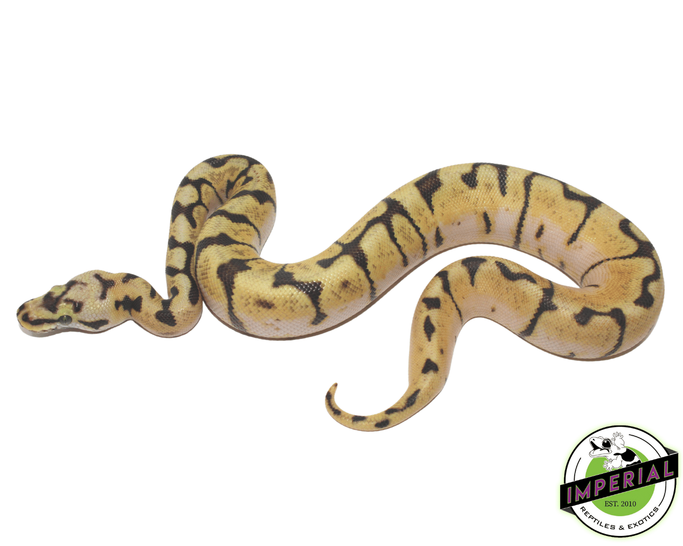 Enchi Bumble Bee Ball Python Baby