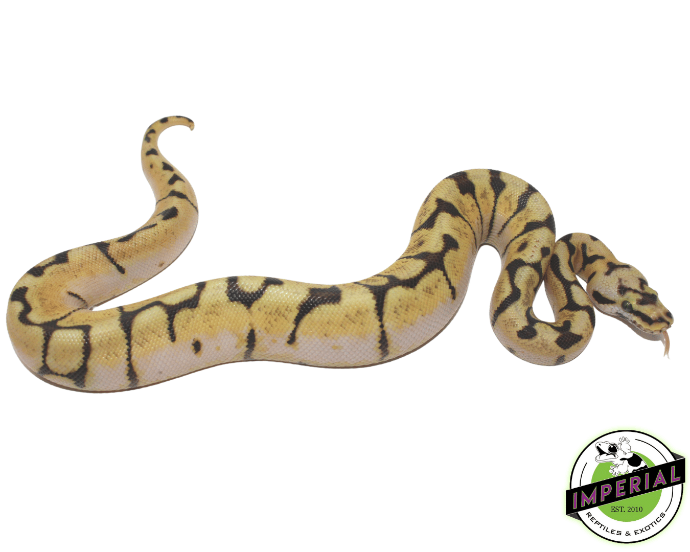 Enchi Bumble Bee Ball Python Baby — image 2