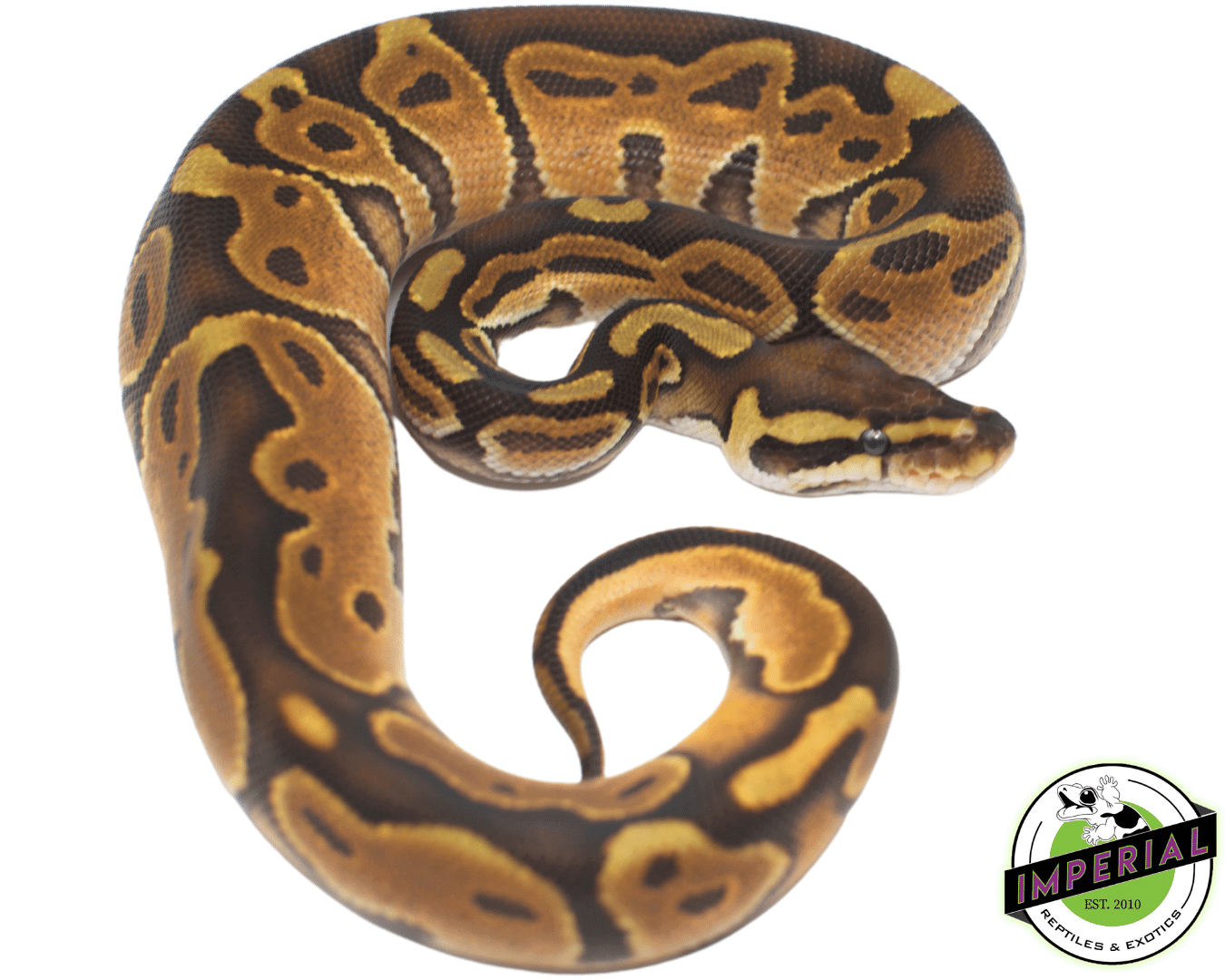 Enchi Cinnamon Ball Python — image 2