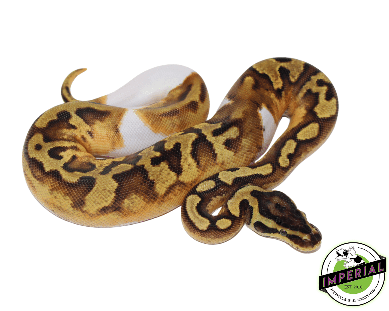Enchi Piebald Ball Python — image 3