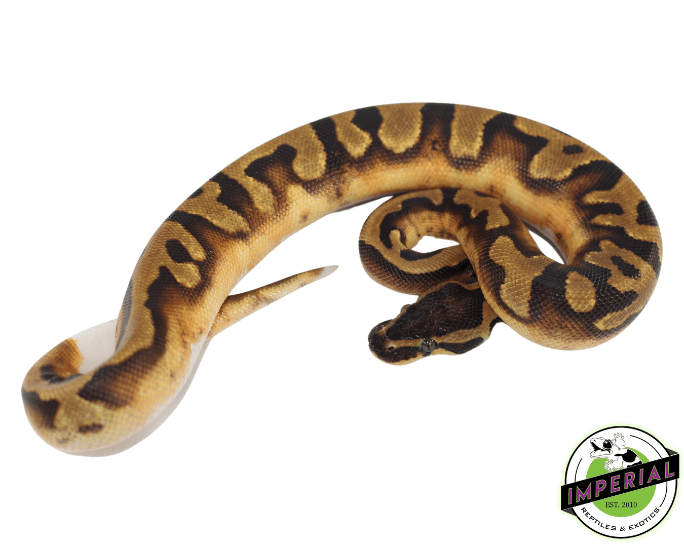 Enchi Piebald Ball Python — image 2
