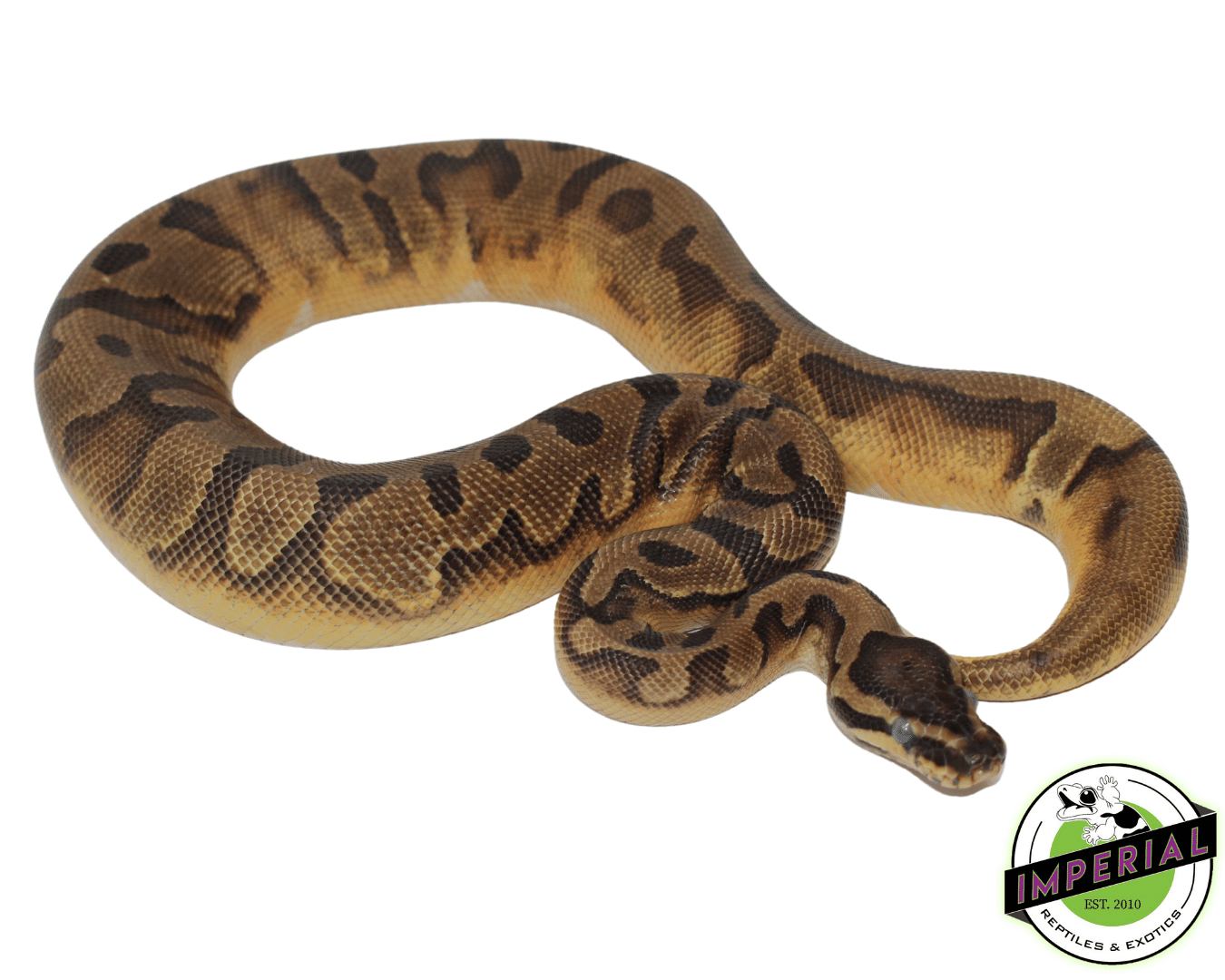 Enchi Pied Ball Python Sub Adult