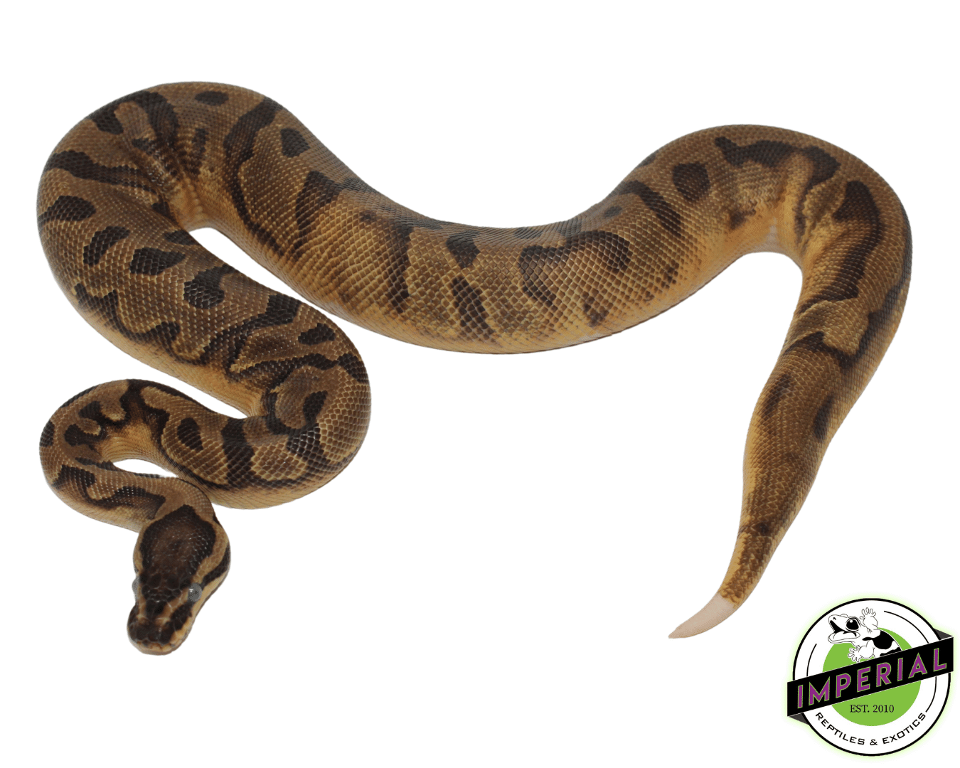 Enchi Pied Ball Python Sub Adult — image 2