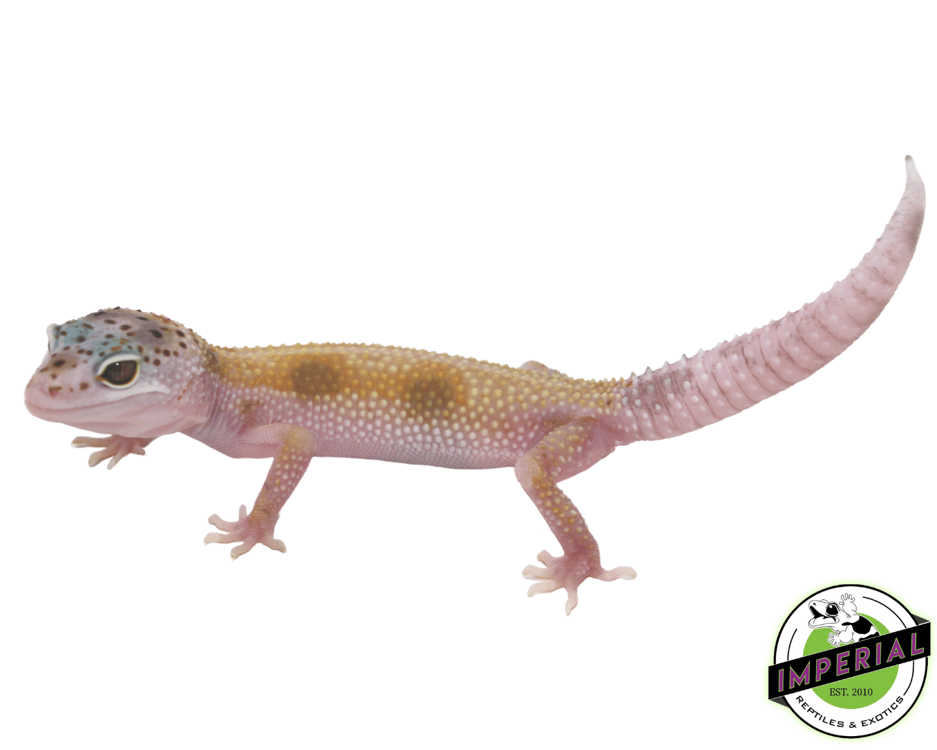 Enigma Leopard Gecko