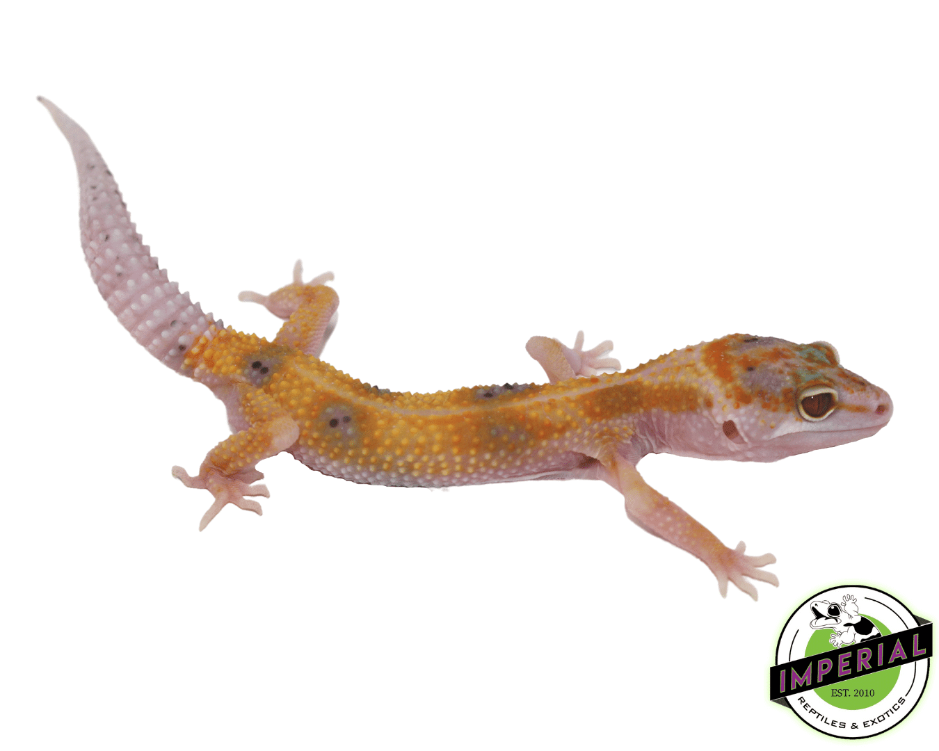 Enigma Leopard Gecko — image 2