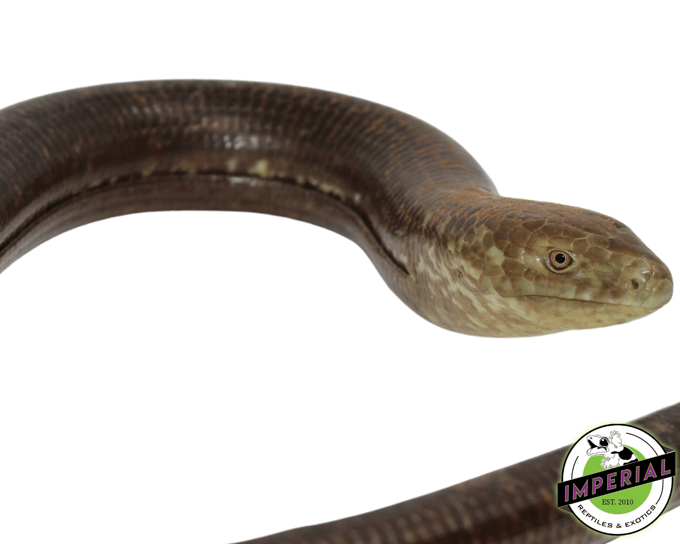 European Giant Legless Lizard