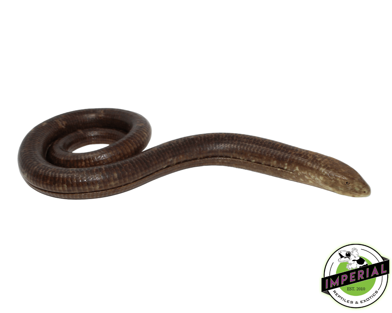 European Giant Legless Lizard — image 2