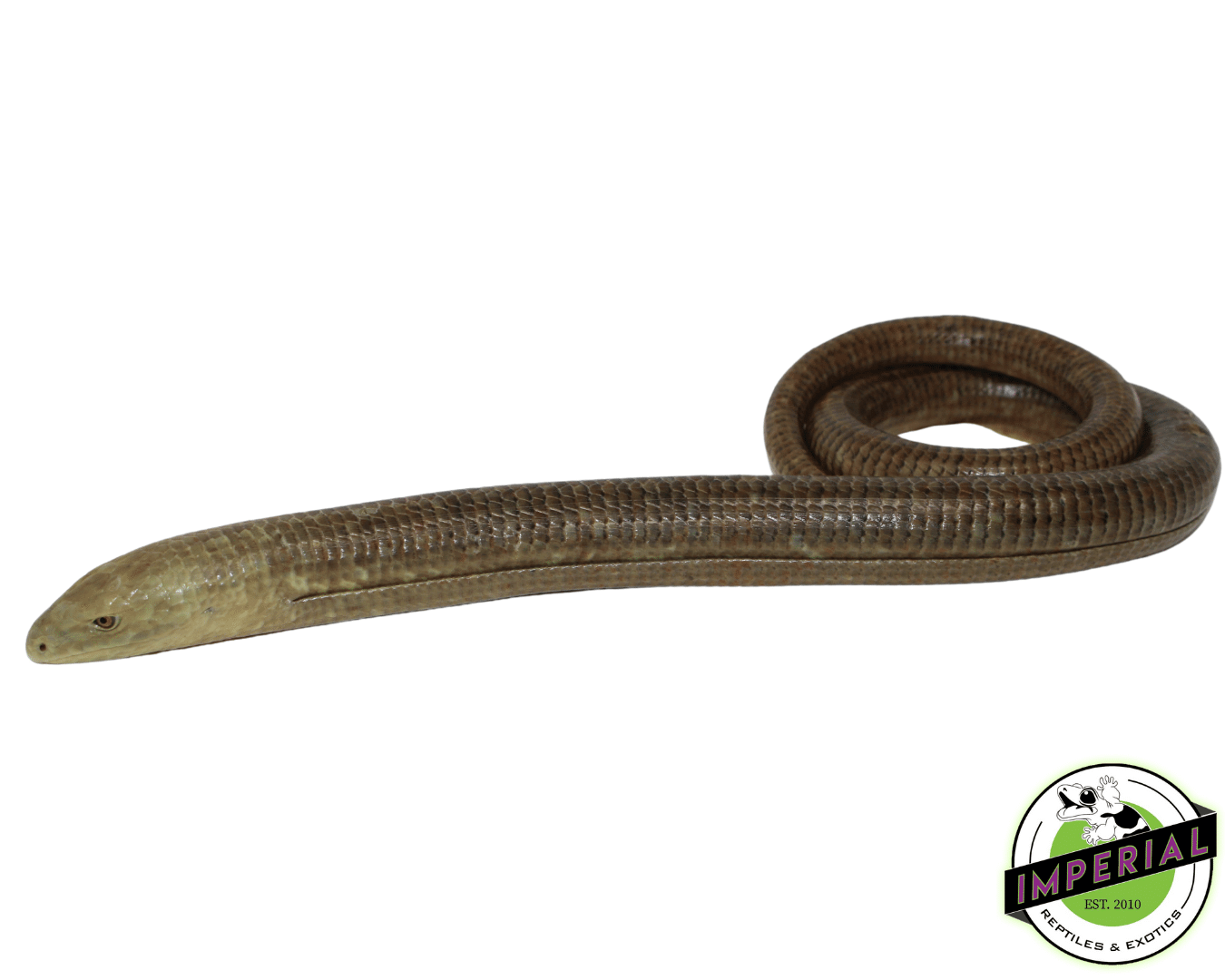 European Giant Legless Lizard — image 3