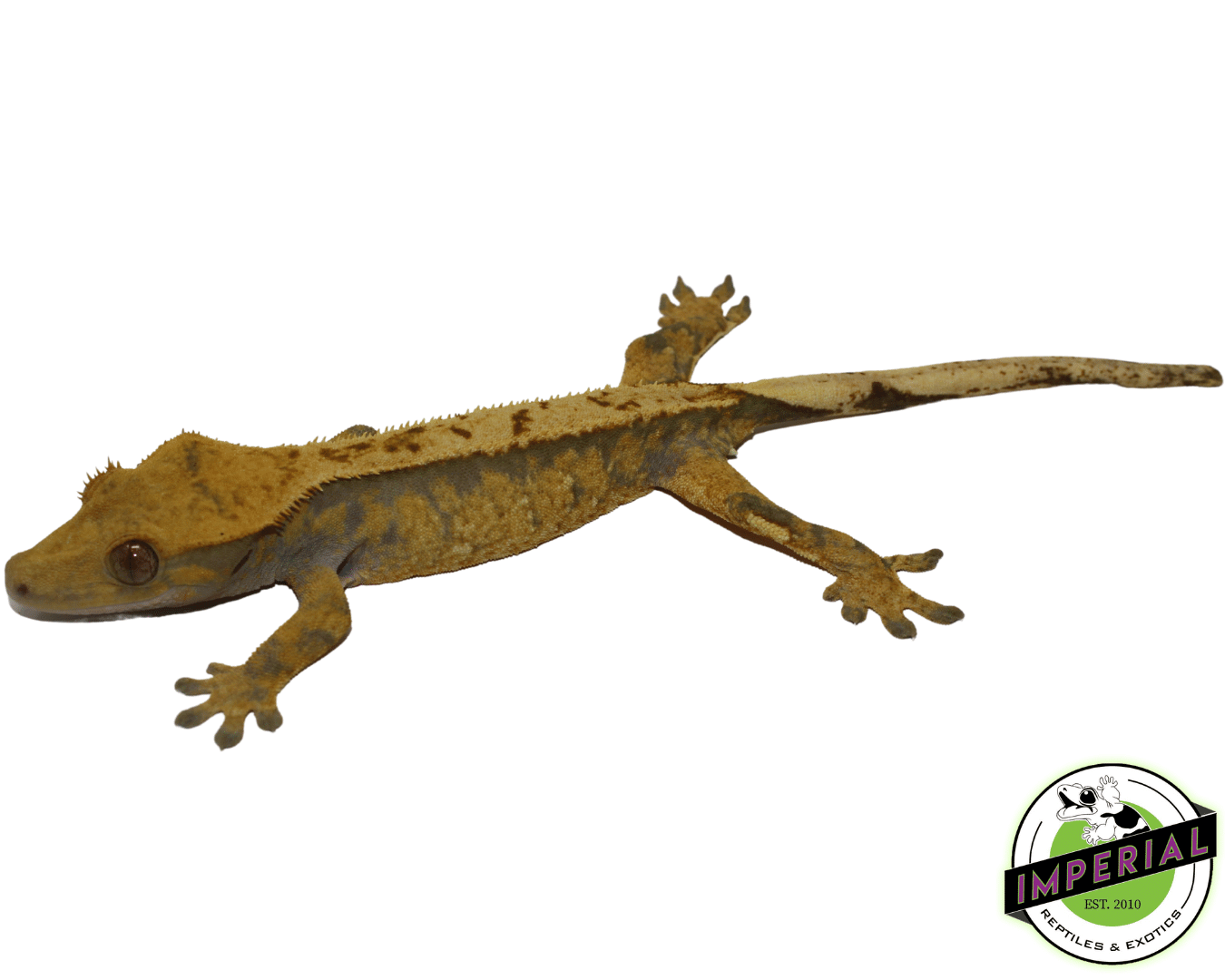 Extreme Harlequin Crested Gecko Adult Female — image 2