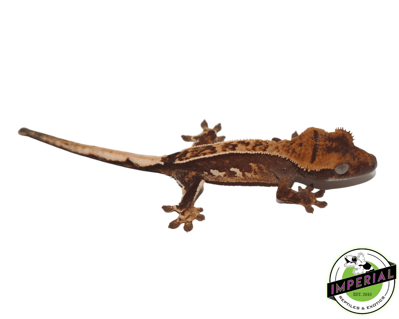 Extreme Harlequin Crested Gecko