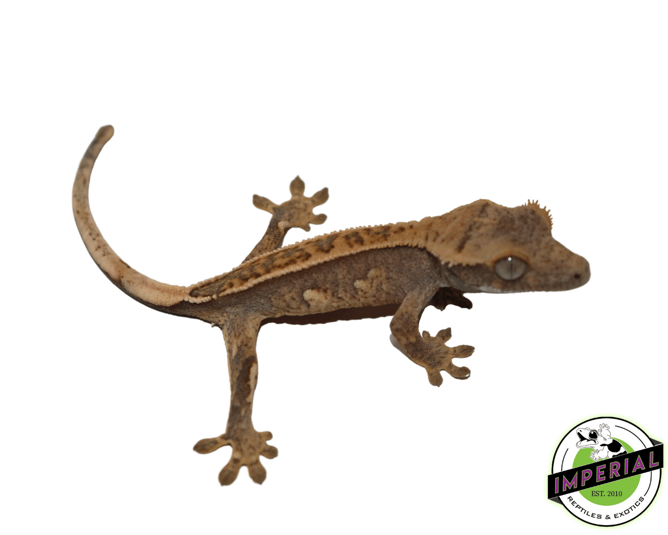 Extreme Harlequin Crested Gecko — image 2
