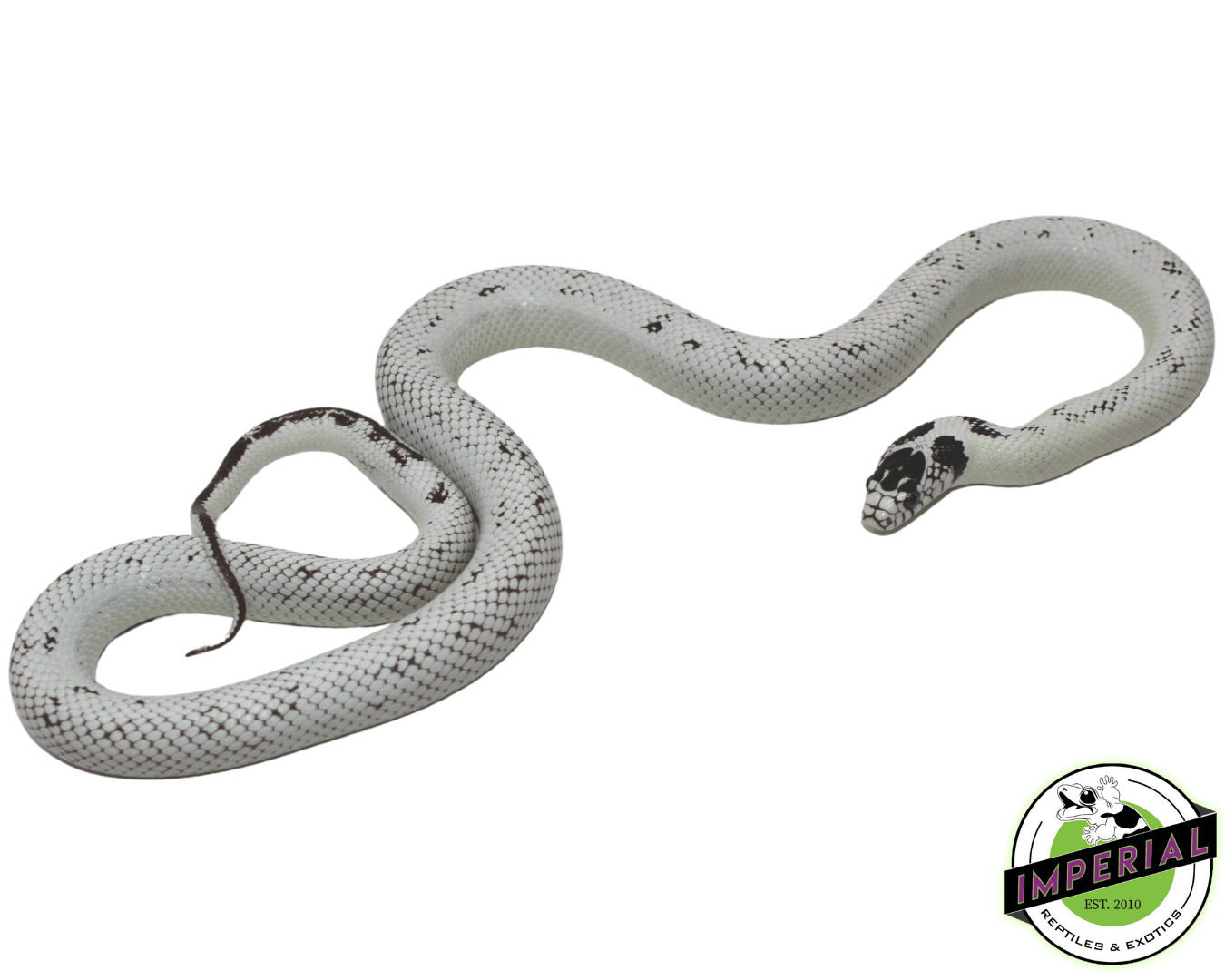 Extreme High White California Kingsnake