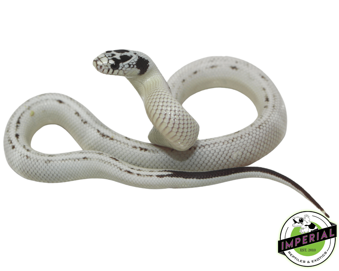 Extreme High White California Kingsnake — image 2