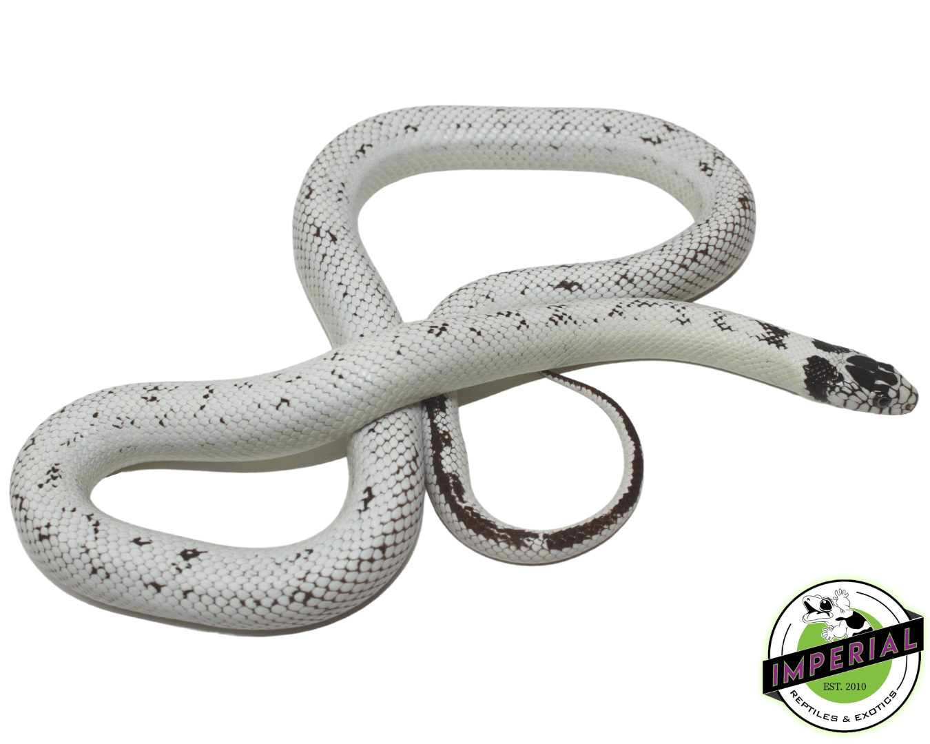 Extreme High White California Kingsnake — image 3