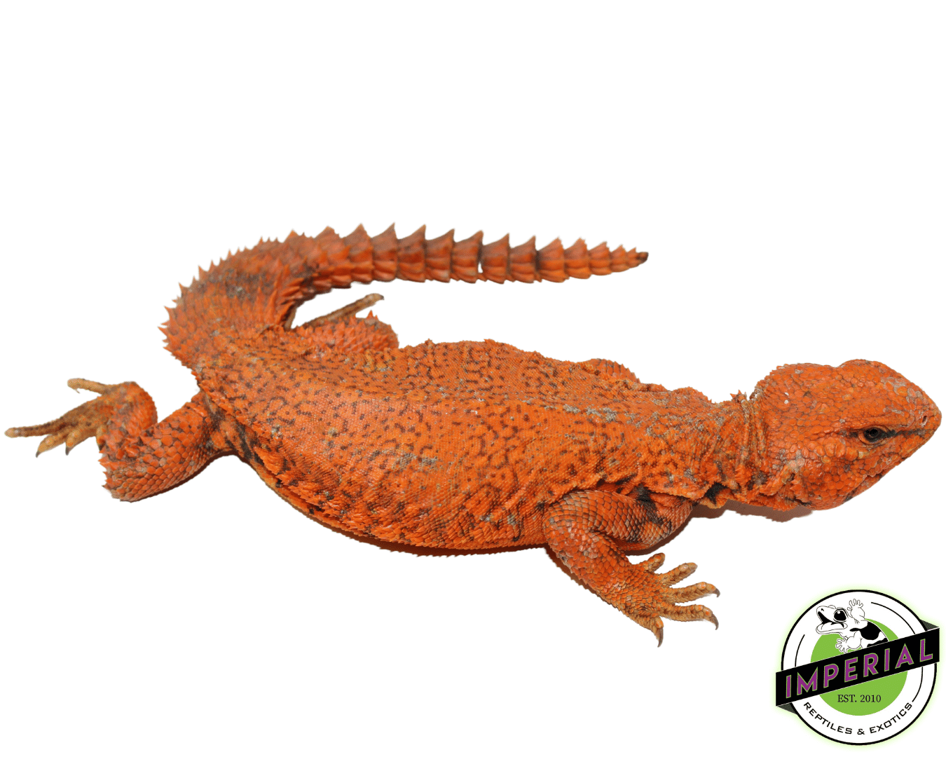 Extreme Red Nigerian Uromastyx Male