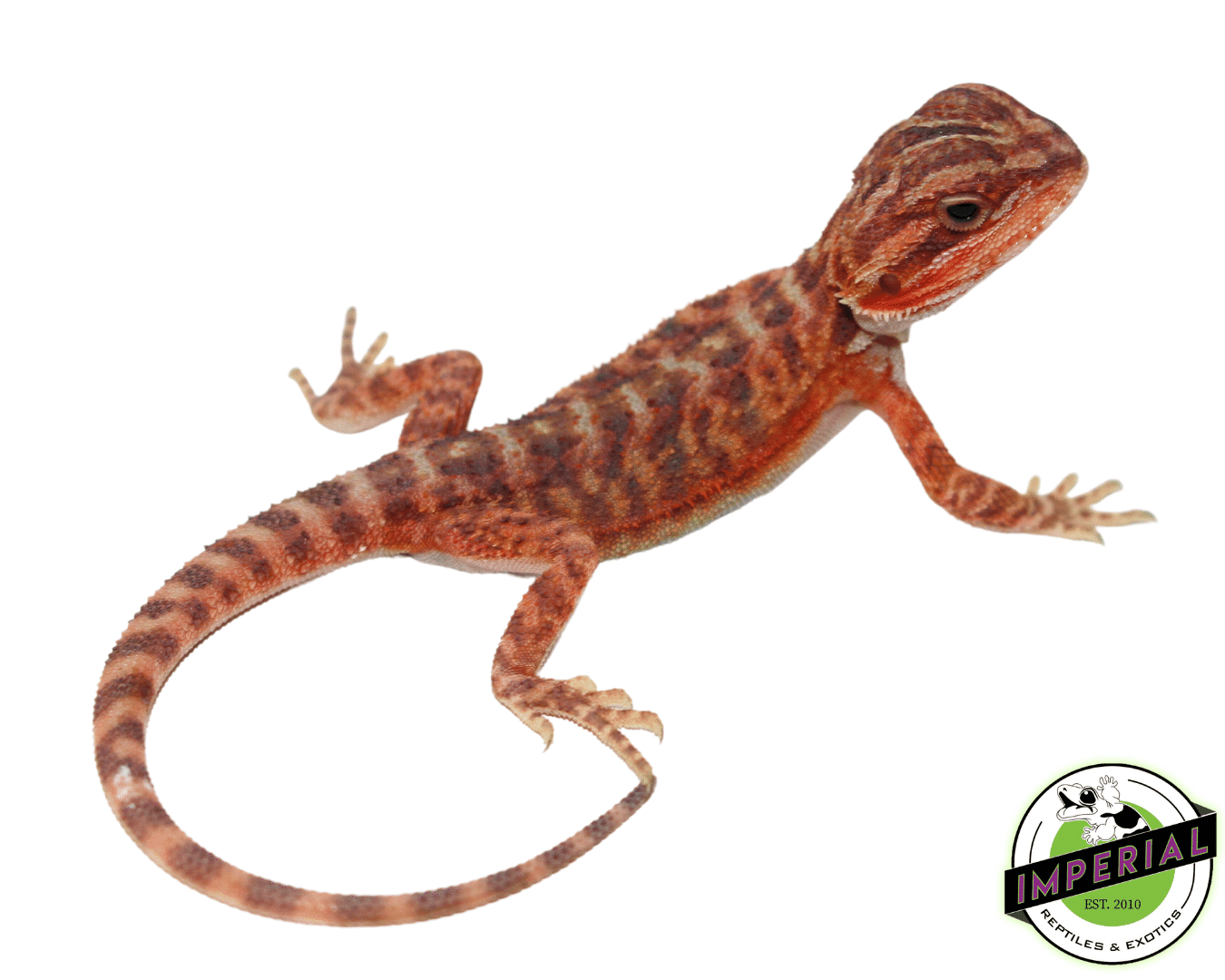 Extreme Red Translucent Bearded Dragon Baby