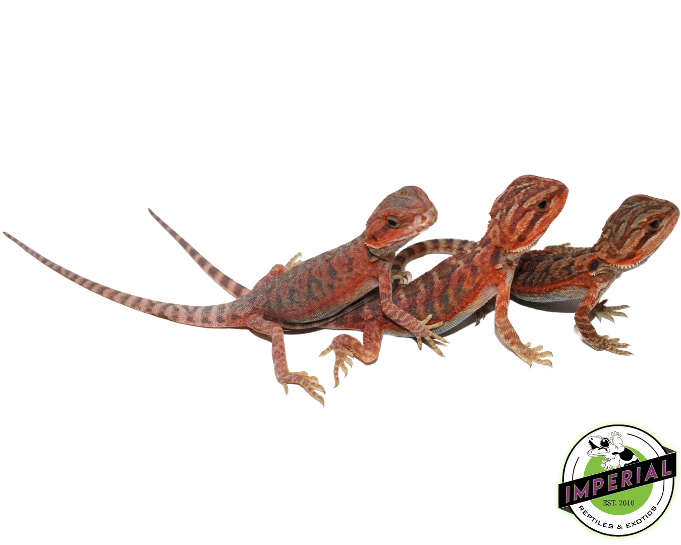 Extreme Red Translucent Bearded Dragon Baby — image 2