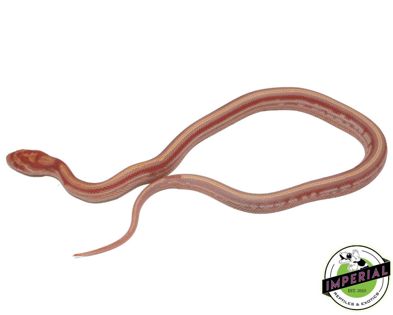 Extreme Reverse Okeetee Tessera Corn Snake — image 2
