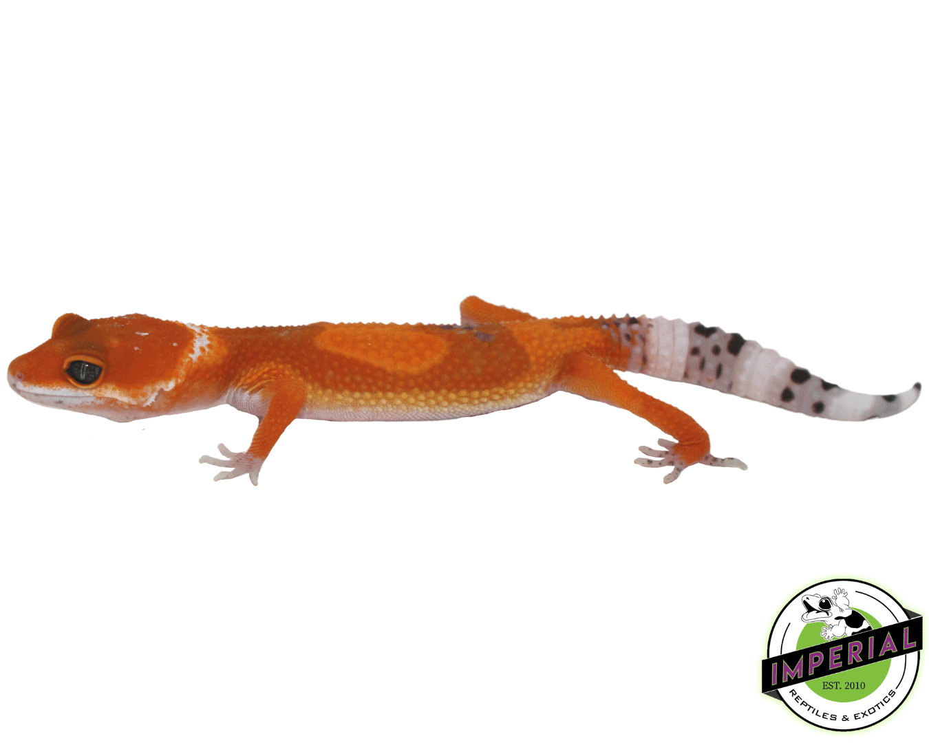 Extreme Tangerine Leopard Gecko Baby