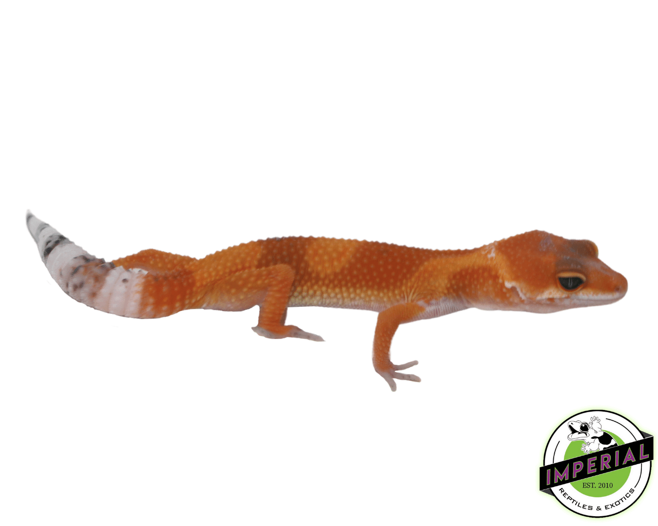Extreme Tangerine Leopard Gecko Baby — image 2