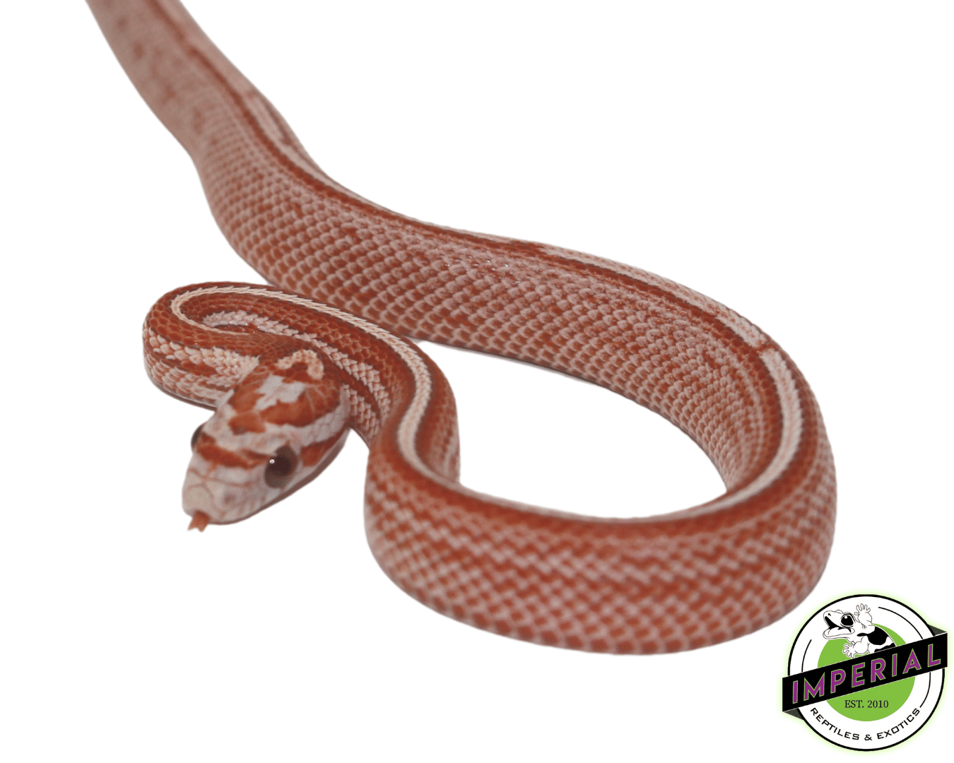 Faded Tessera Corn Snake — image 2