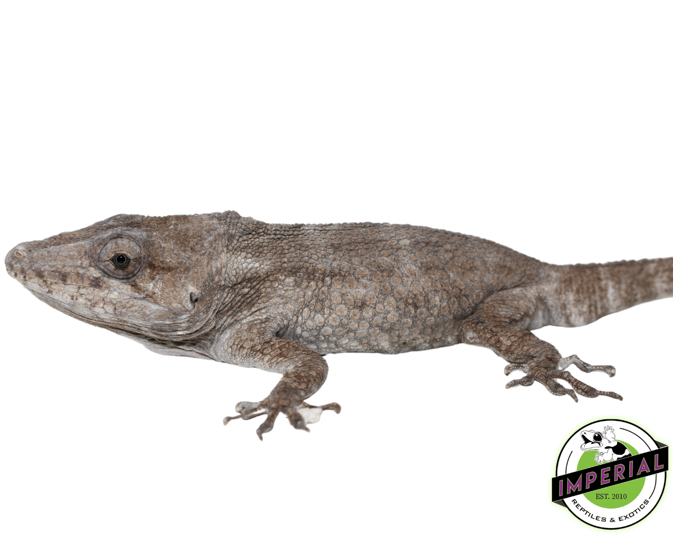 False Chameleon Adult — image 2
