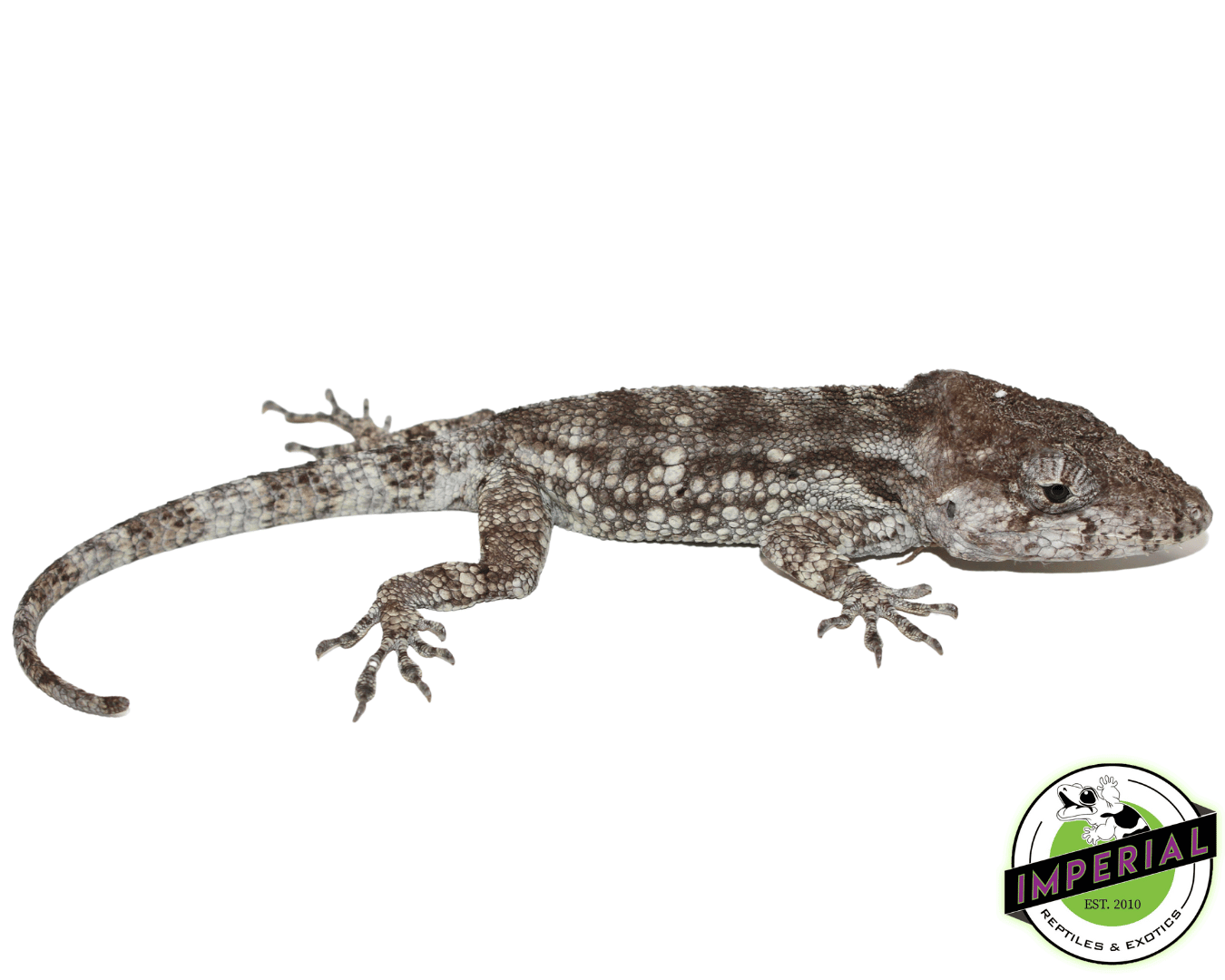 False Chameleon Adult