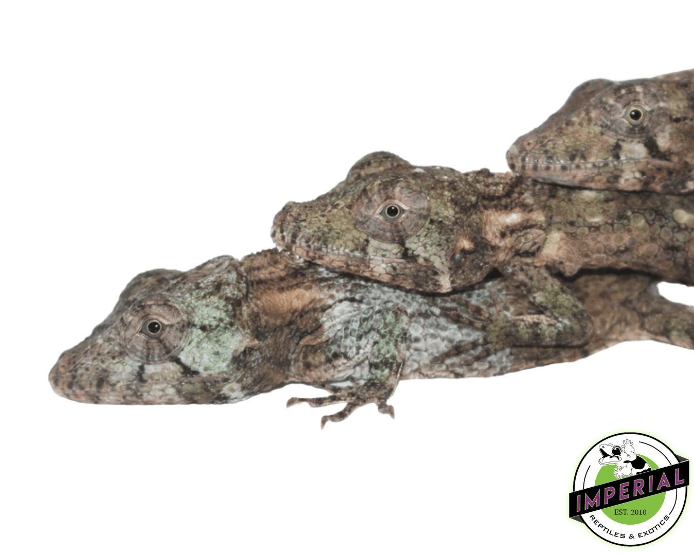 False Chameleon Baby