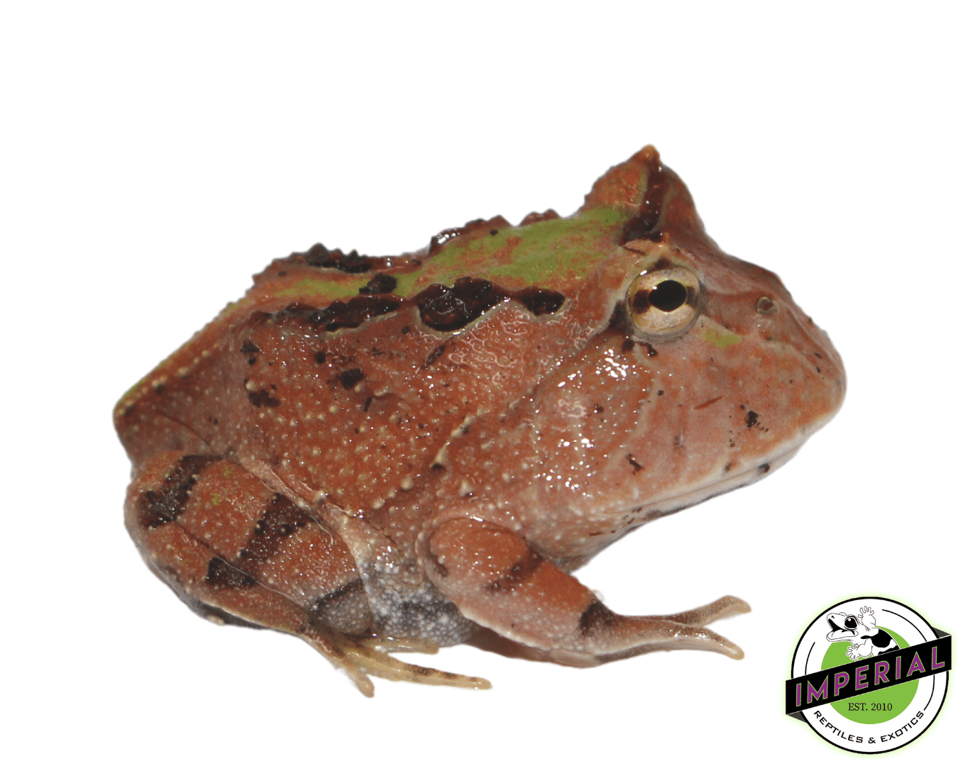 Fantasy PacMan Frog