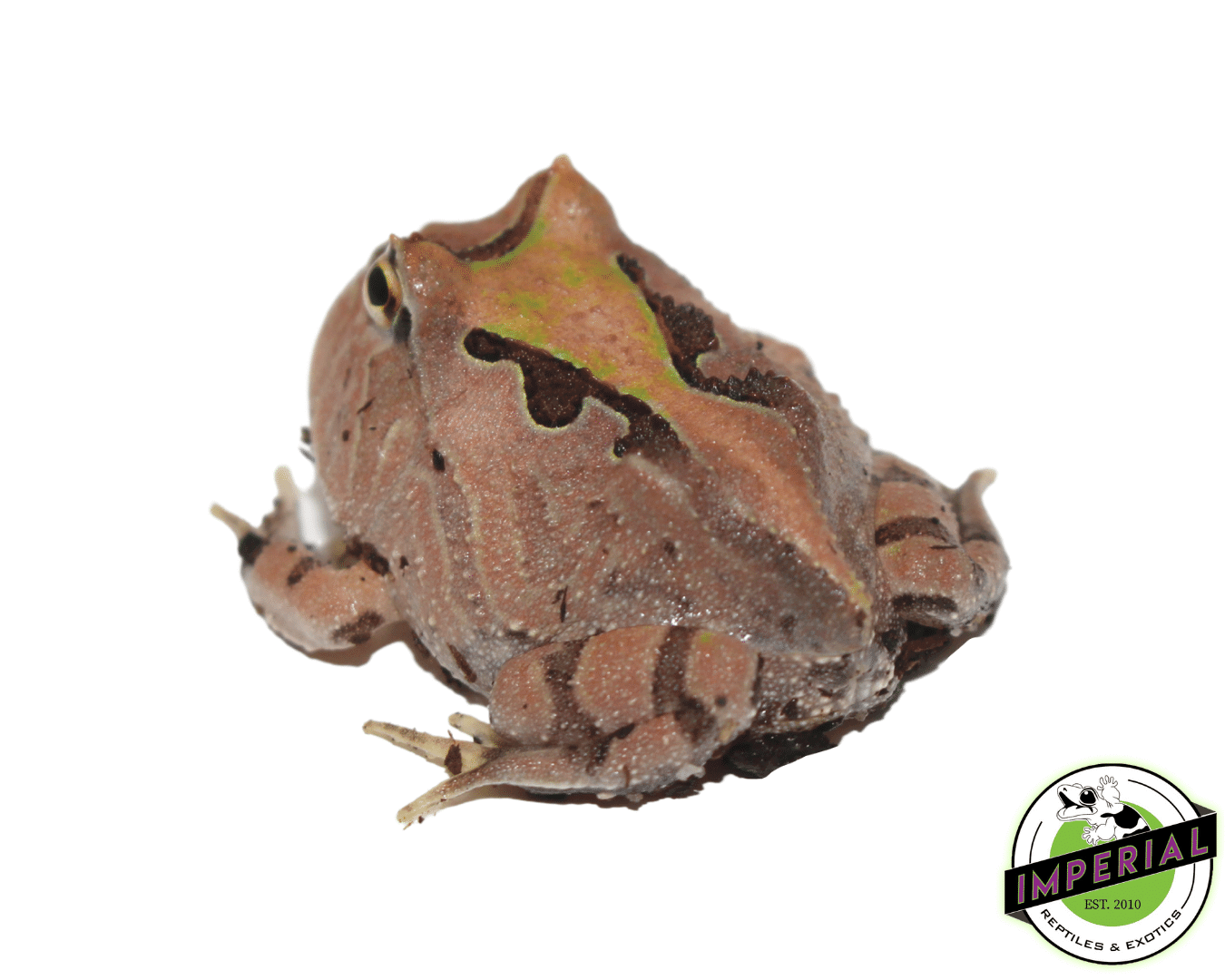Fantasy PacMan Frog — image 2