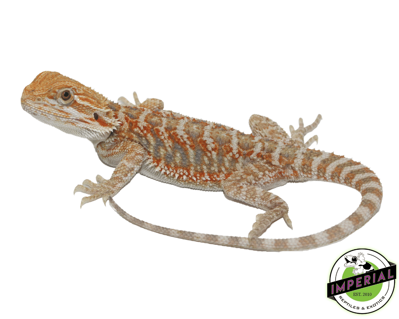 Female Orange Hypo Juvenile Bearded Dragon