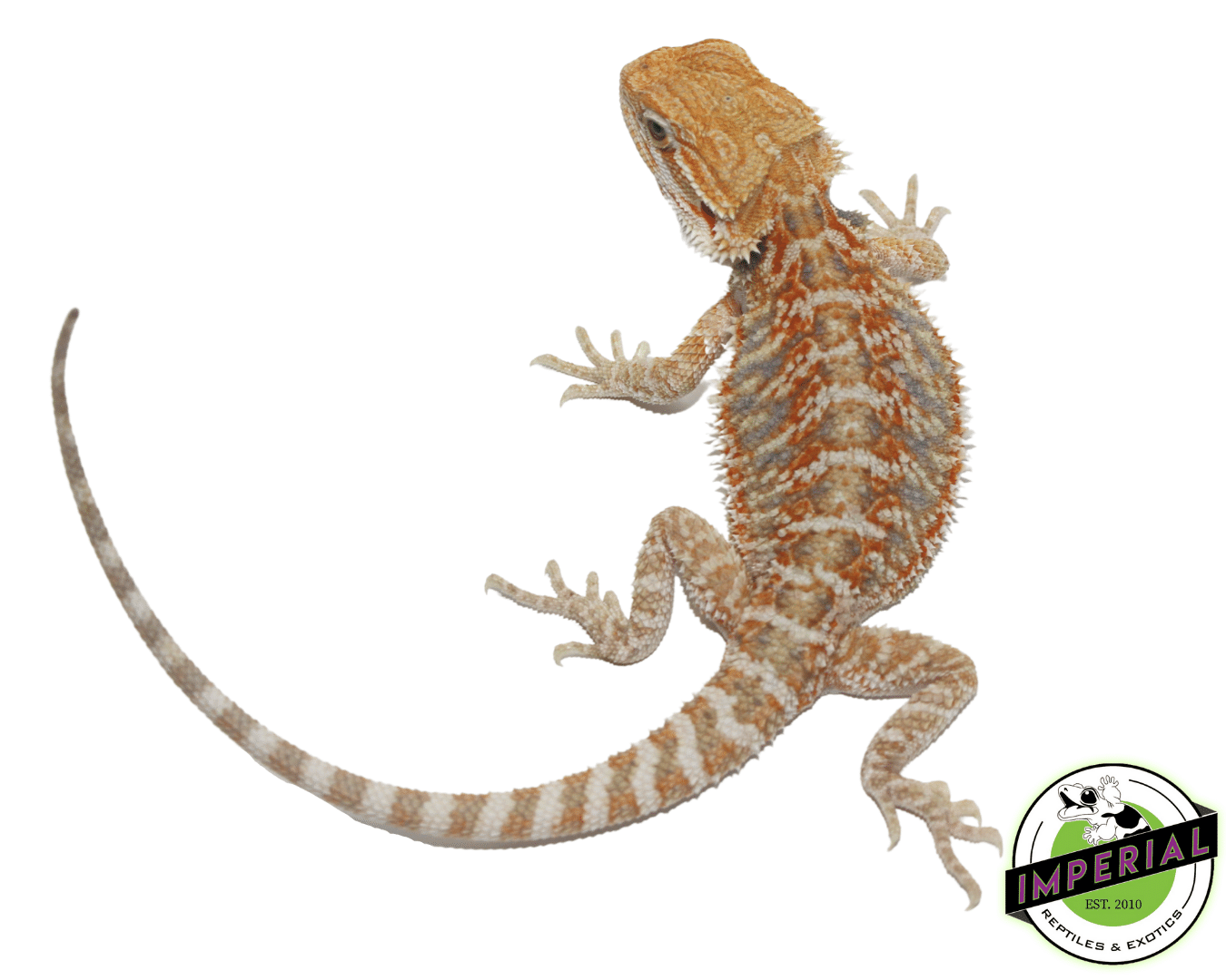 Female Orange Hypo Juvenile Bearded Dragon — image 2