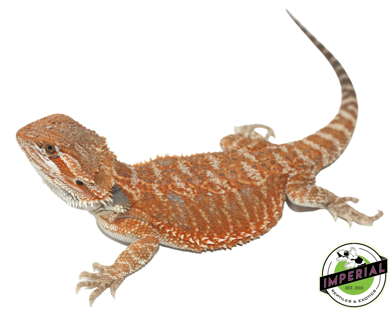 Female Orange Leatherback Hypo Juvenile Bearded Dragon