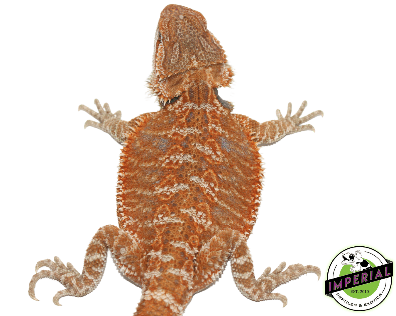 Female Orange Leatherback Hypo Juvenile Bearded Dragon — image 2