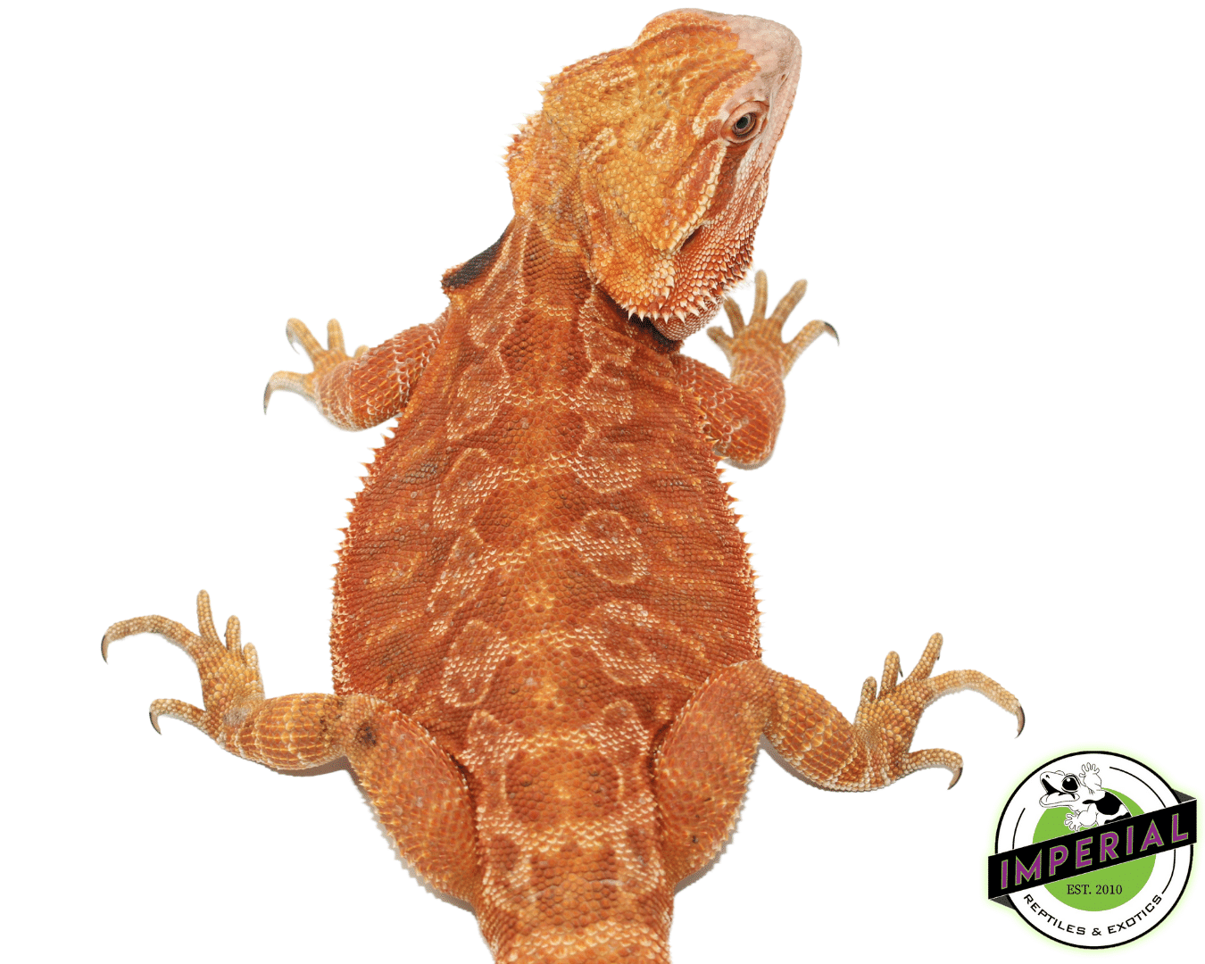Female Red Leatherback het Hypo Trans (Adult RTB) — image 2