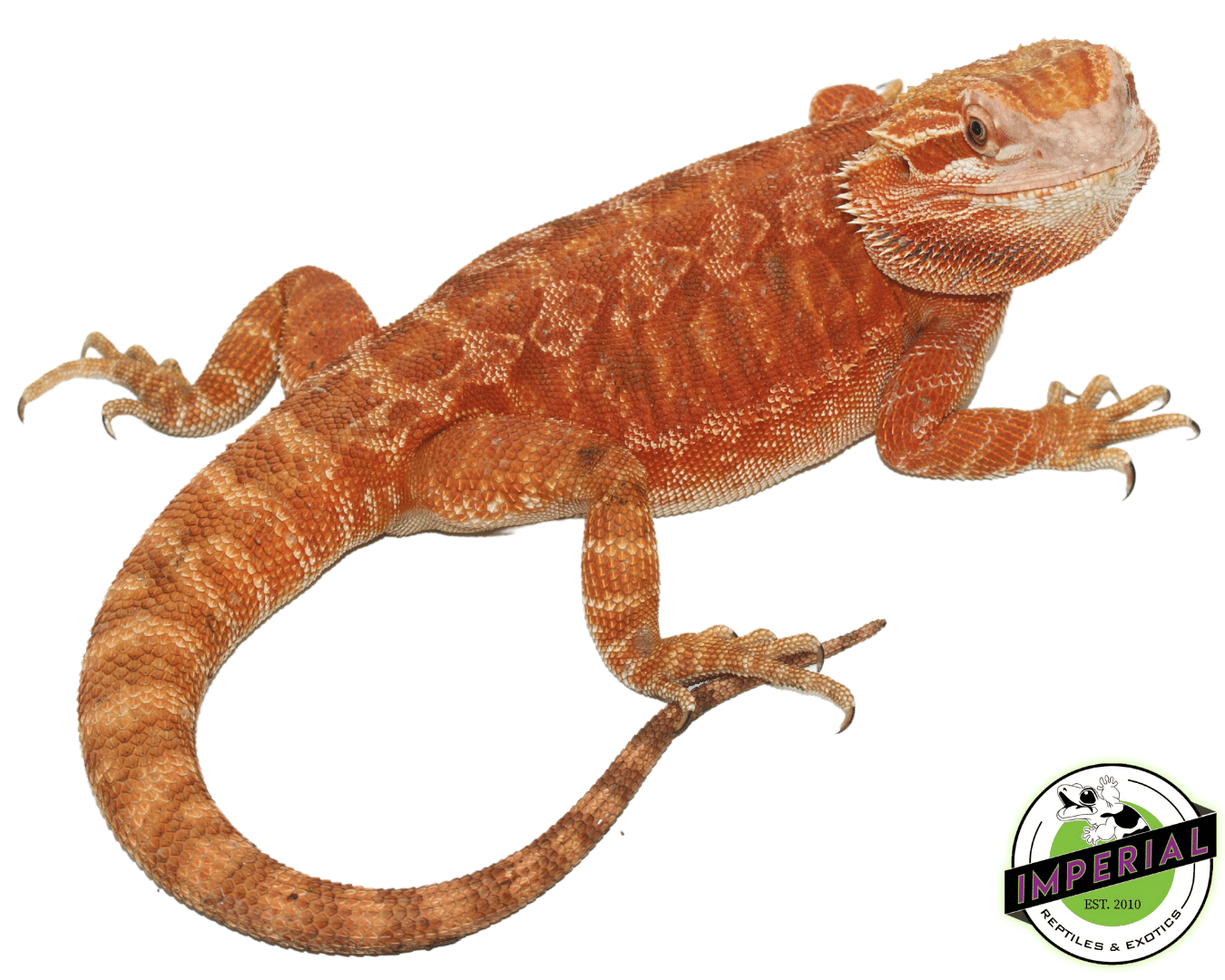 Female Red Leatherback het Hypo Trans (Adult RTB)