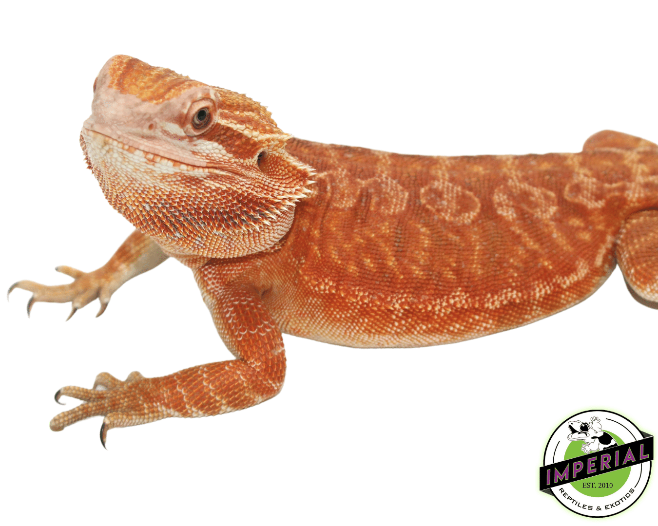 Female Red Leatherback het Hypo Trans (Adult RTB) — image 3