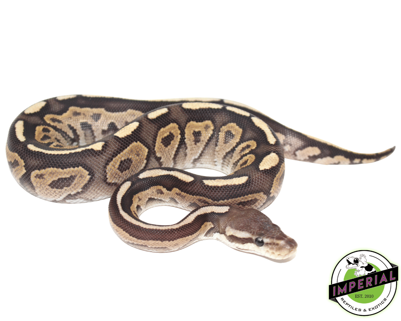 Fire Cinnamon Ball Python Male — image 2