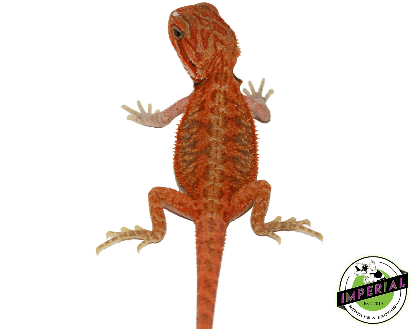 Fire Red Hypo Translucent Bearded Dragon Baby — image 2