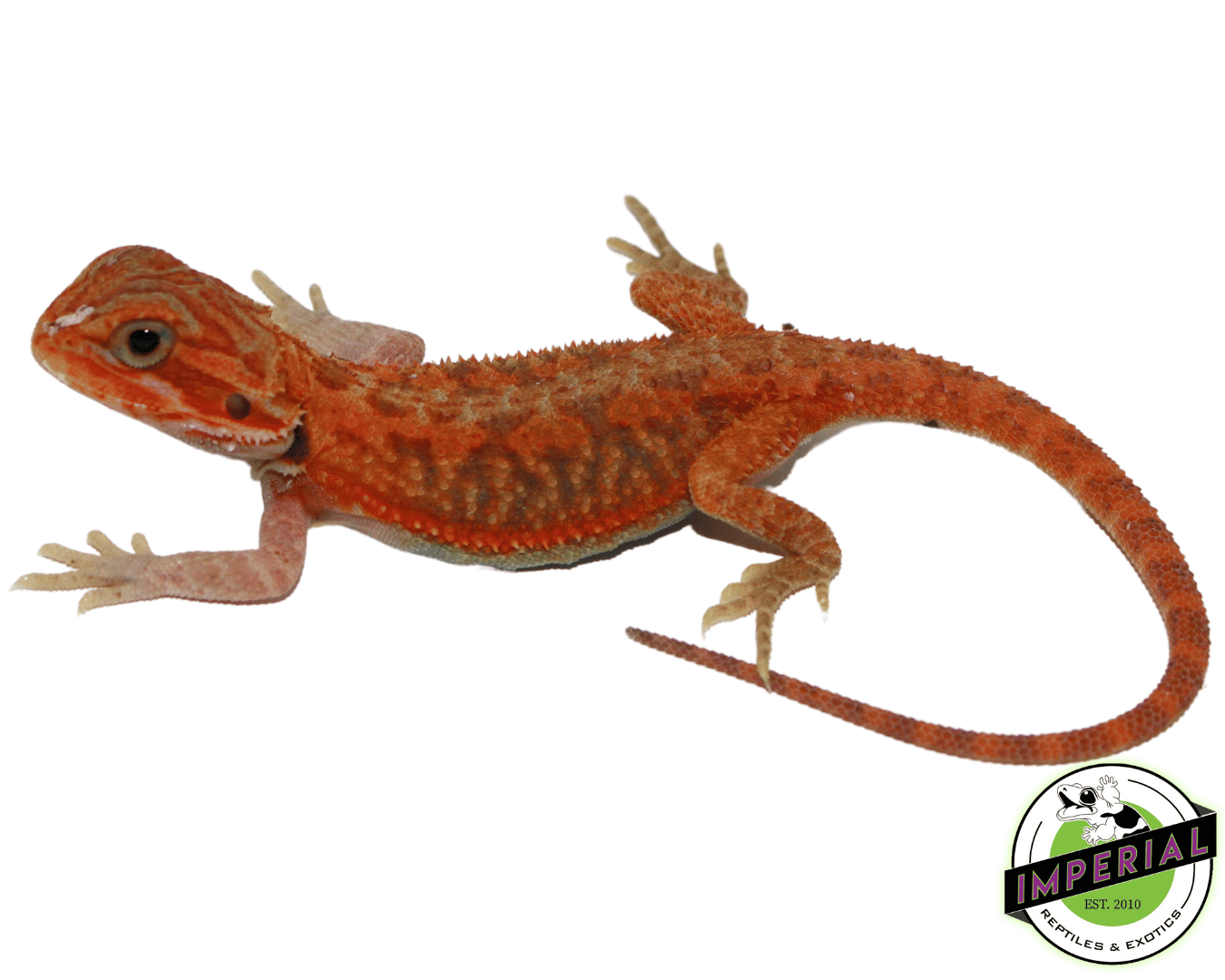 Fire Red Hypo Translucent Bearded Dragon Baby