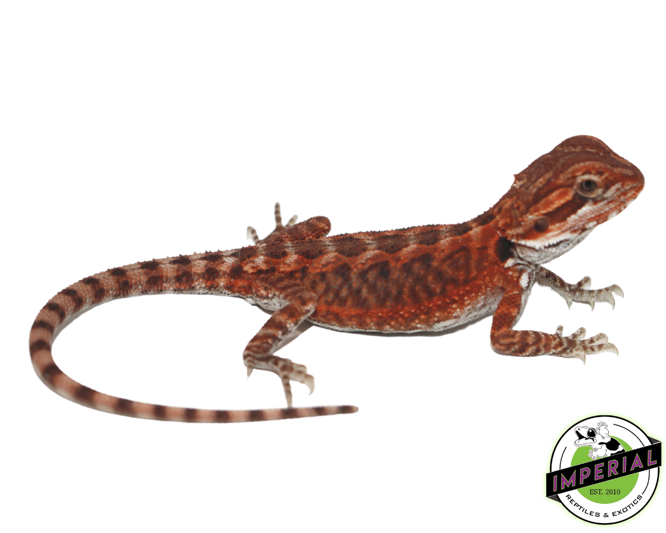Fire Red Leatherback Bearded Dragon Baby — image 2