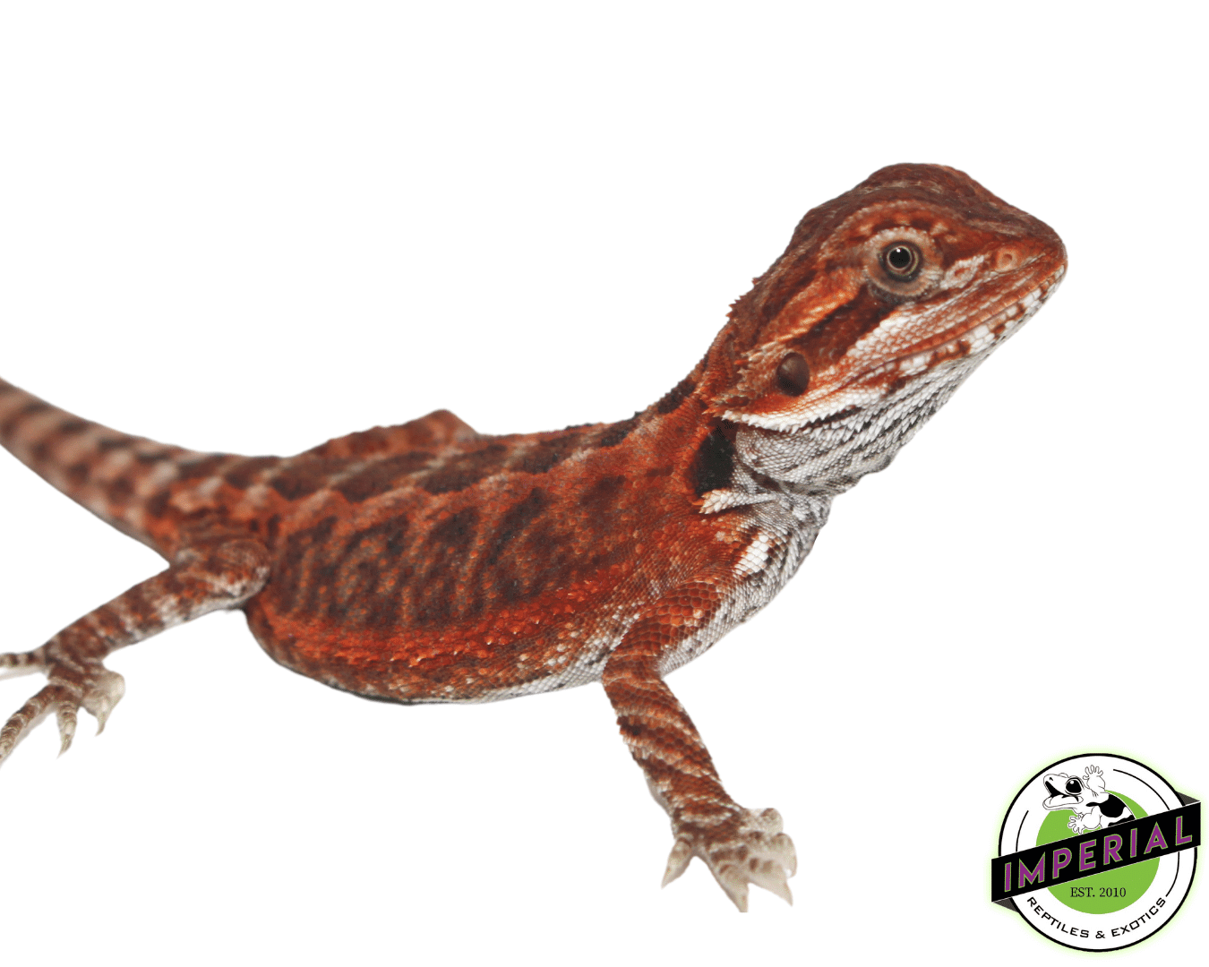 Fire Red Leatherback Bearded Dragon Baby — image 3