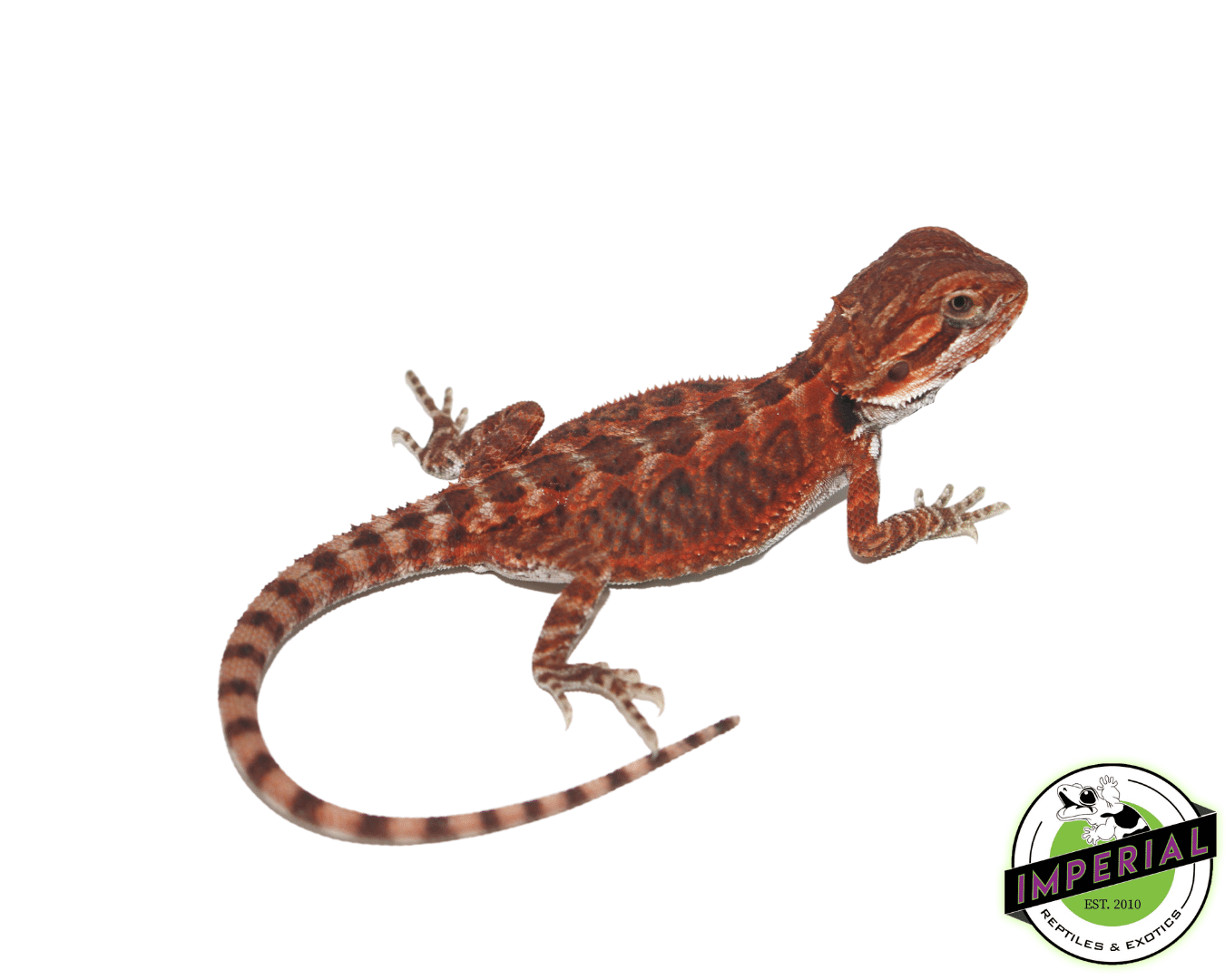Fire Red Leatherback Bearded Dragon Baby
