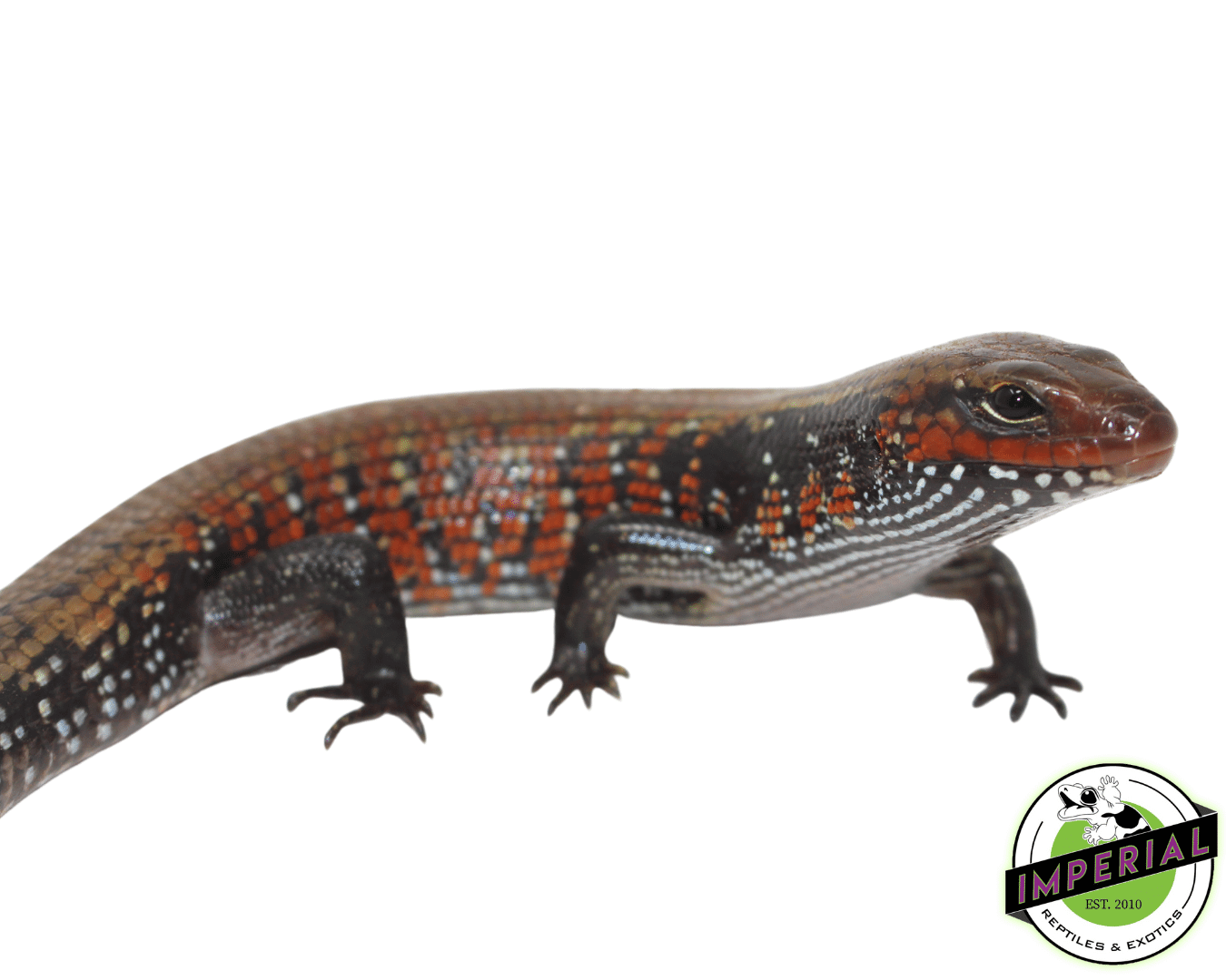 Fire Skink Adult — image 2