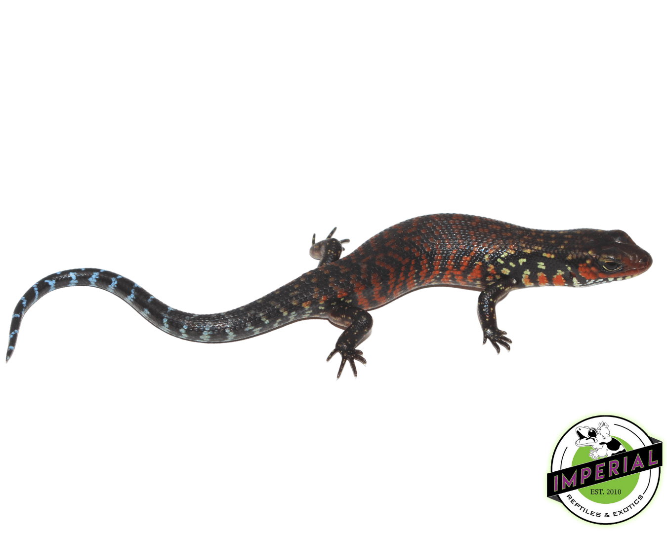 Fire Skink Baby