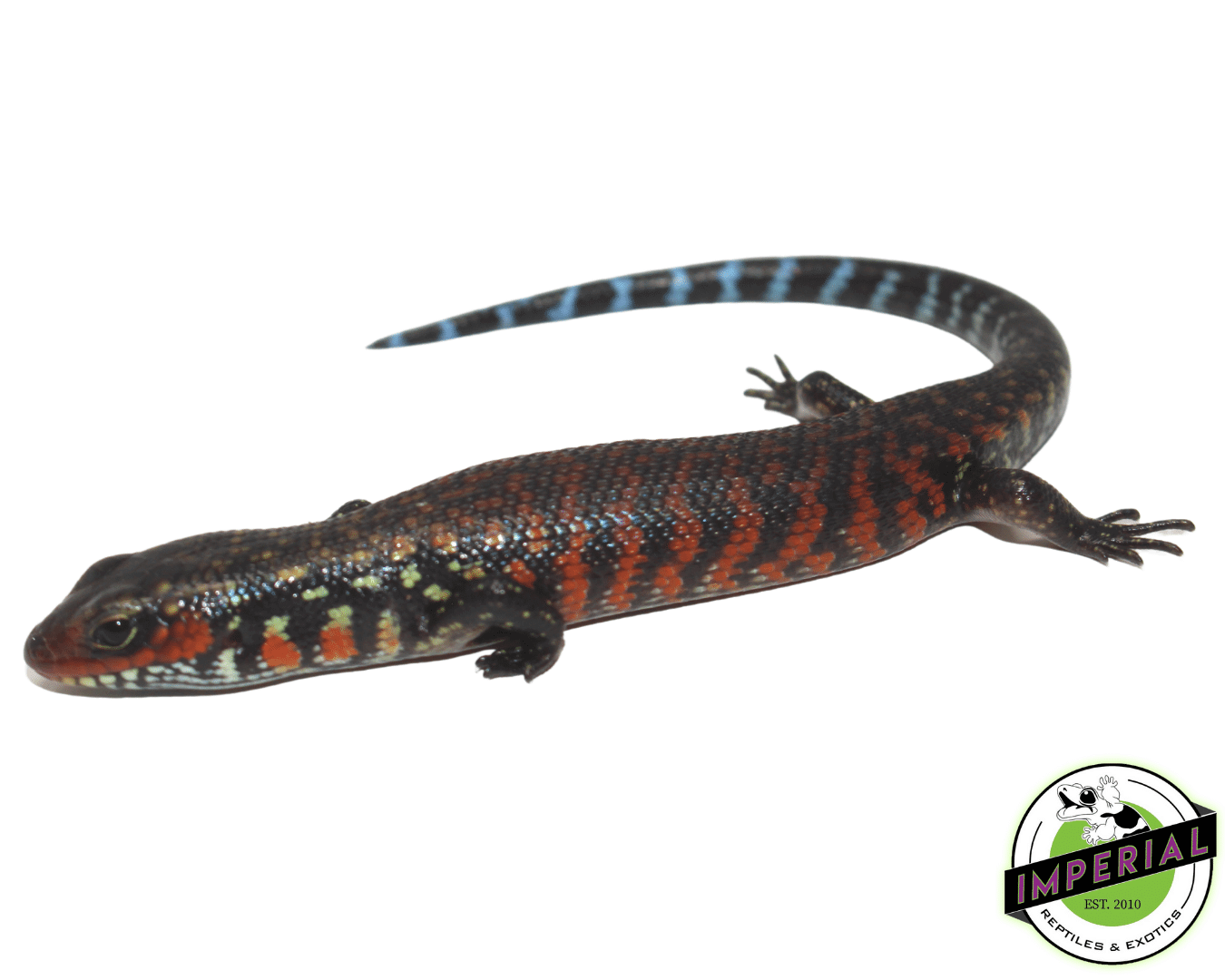 Fire Skink Baby — image 2