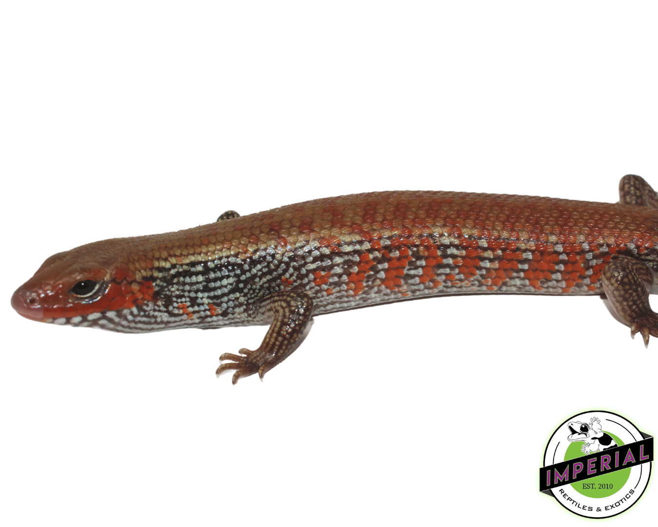 Fire Skink (High Red)