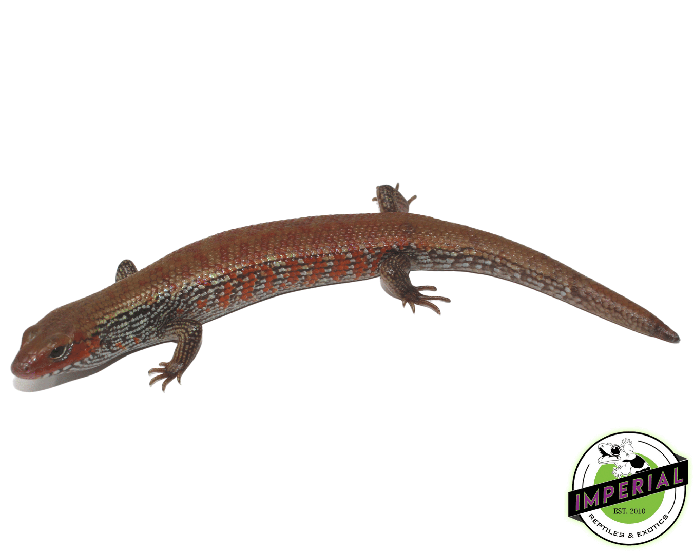Fire Skink (High Red) — image 2