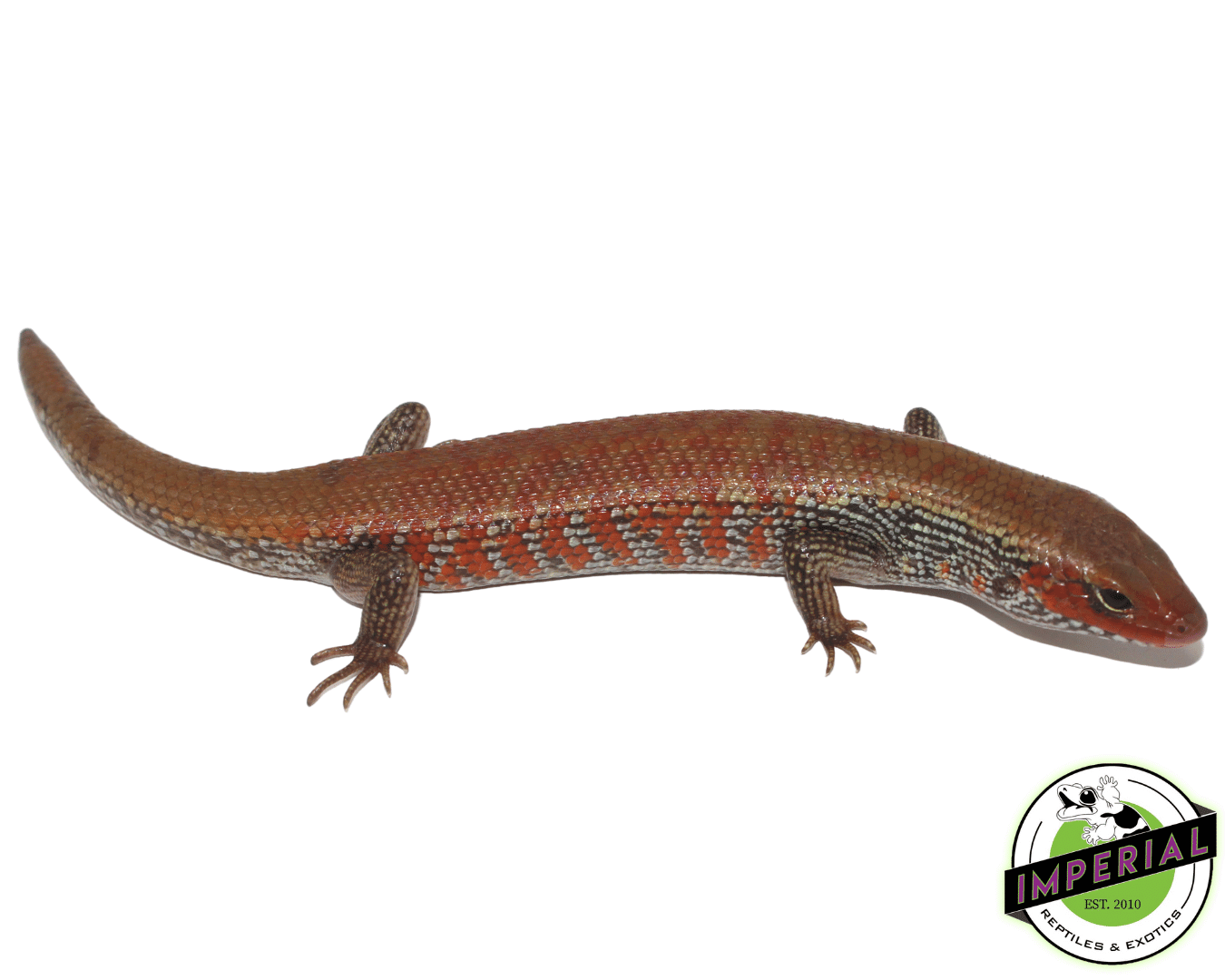 Fire Skink (High Red) — image 3