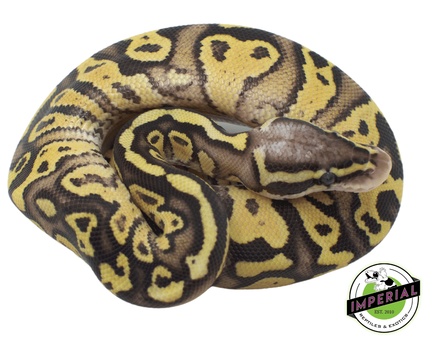 FireFly Ball Python Baby — image 2